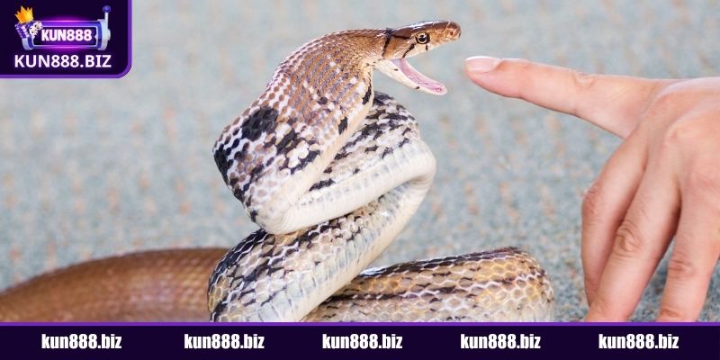 Nằm mơ thấy rắn cắn vào ngón tay trỏ